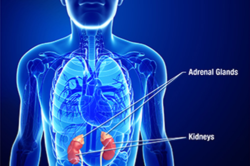 diabetes, thyroid and endocrinology treatment in Kochi