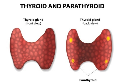 diabetes, thyroid and endocrinology treatment in Kochi