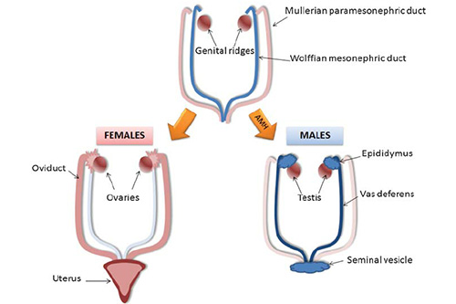 diabetes, thyroid and endocrinology treatment in Kochi